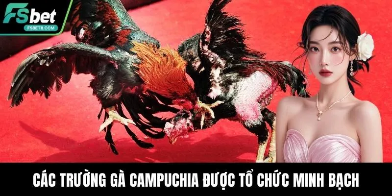 Trường Gà Campuchia - Điểm Đến Hấp Dẫn Bậc Nhất Hiện Nay