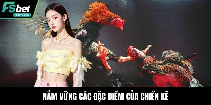 Đá Gà Cựa Dao - Nơi Những Chiến Kê Thỏa Sức Thi Đấu