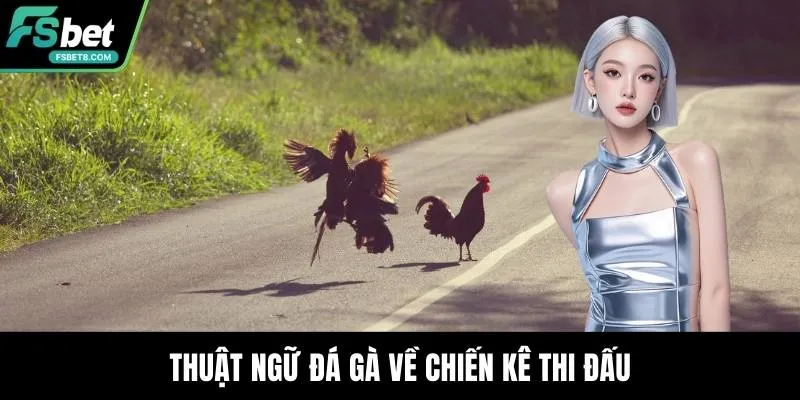 Thuật Ngữ Đá Gà - Kiến Thức Cần Nắm Khi Trải Nghiệm