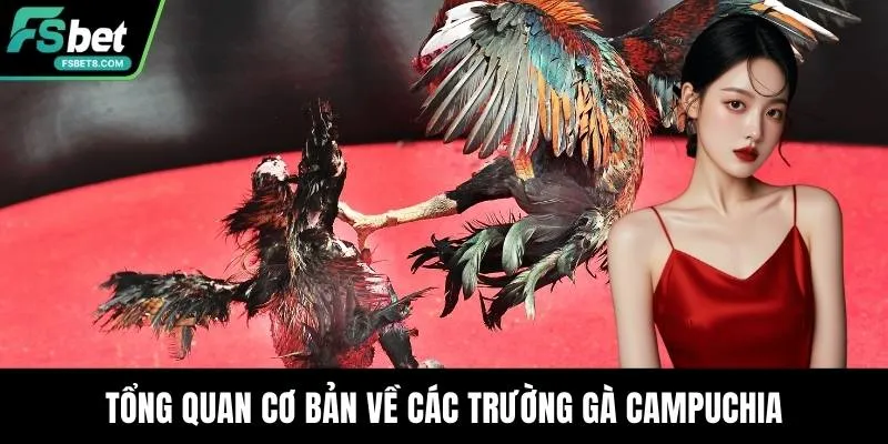 Trường Gà Campuchia - Điểm Đến Hấp Dẫn Bậc Nhất Hiện Nay