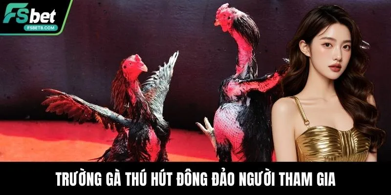 Trường Gà Campuchia - Điểm Đến Hấp Dẫn Bậc Nhất Hiện Nay